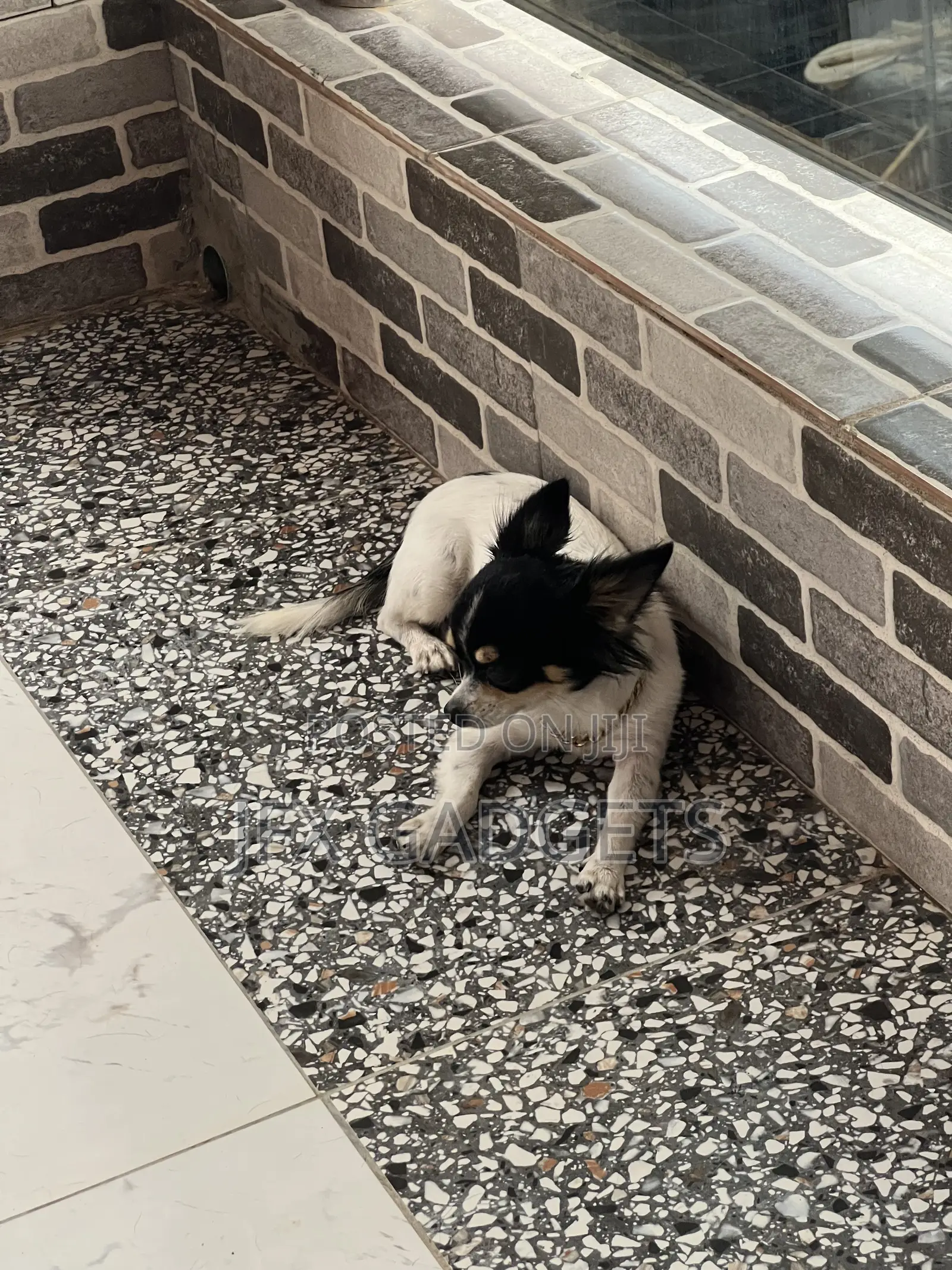 6-12 months Female Purebred Chihuahua