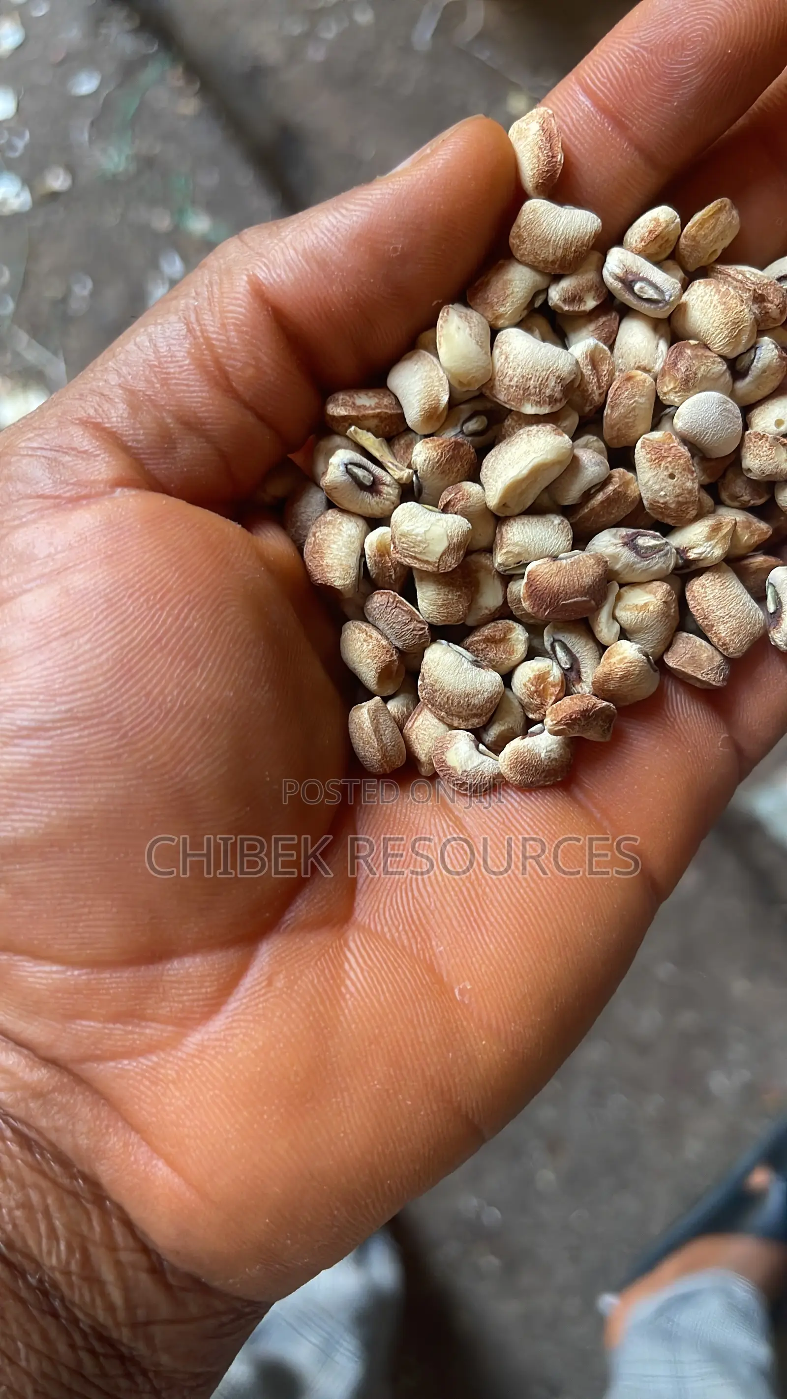 30 Big Painta Biu Honey Beans