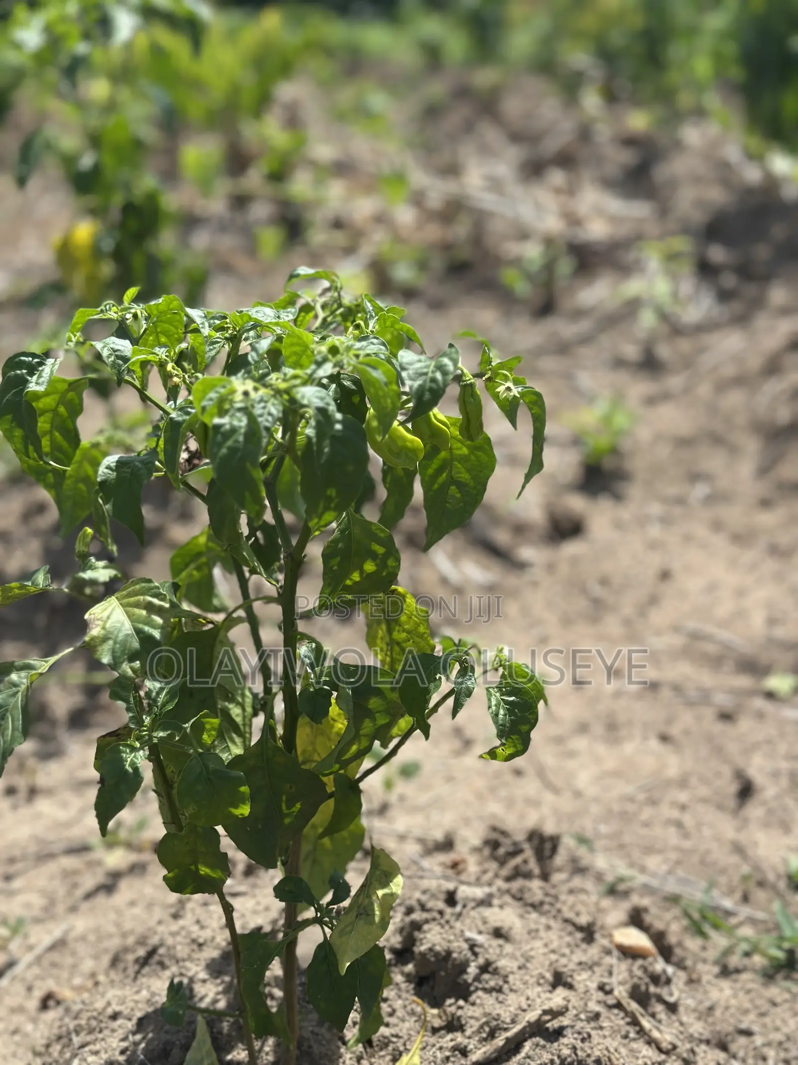 Fertile Land for Agriculture in Ogun State