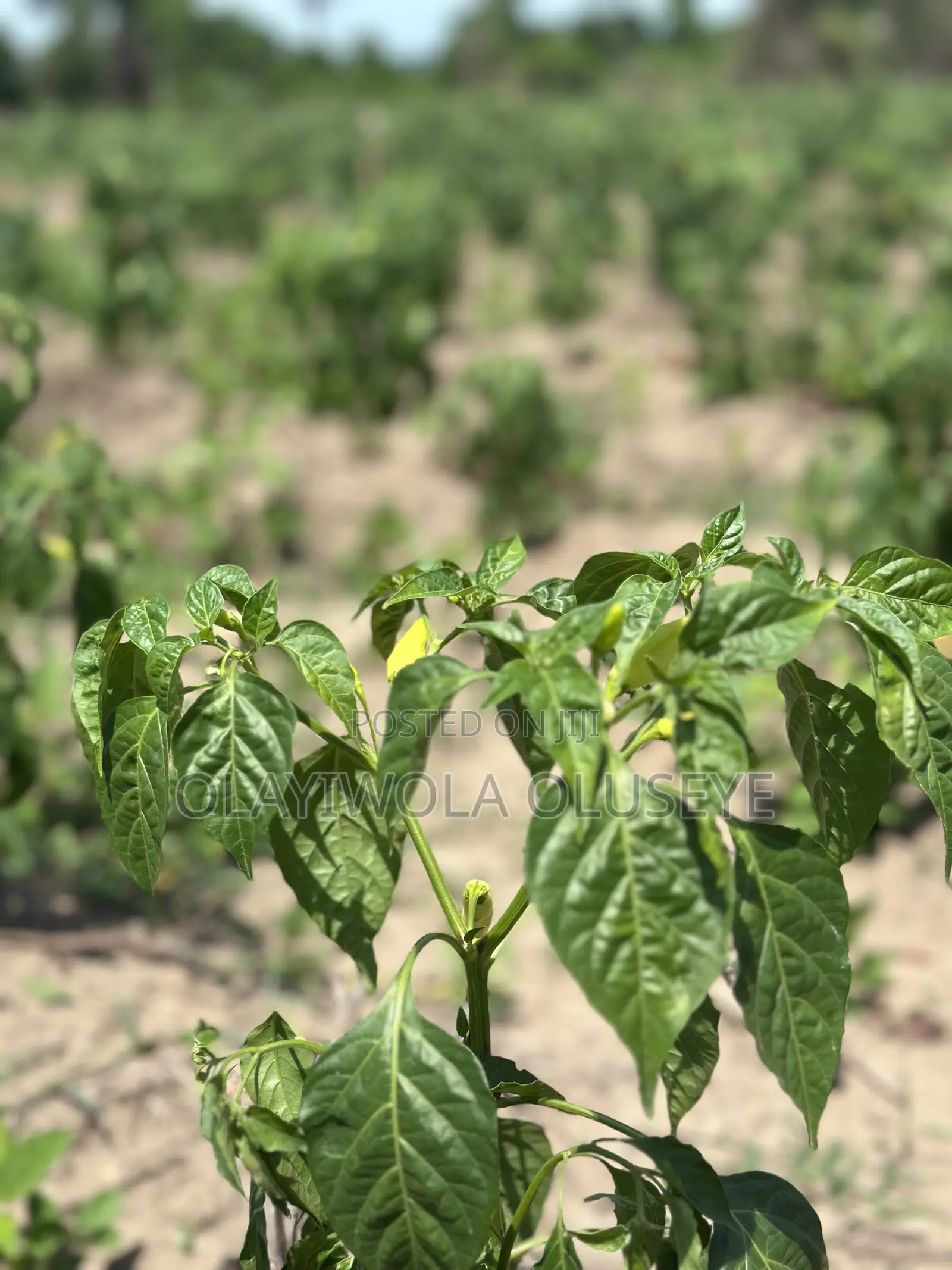 Fertile Land for Agriculture in Ogun State