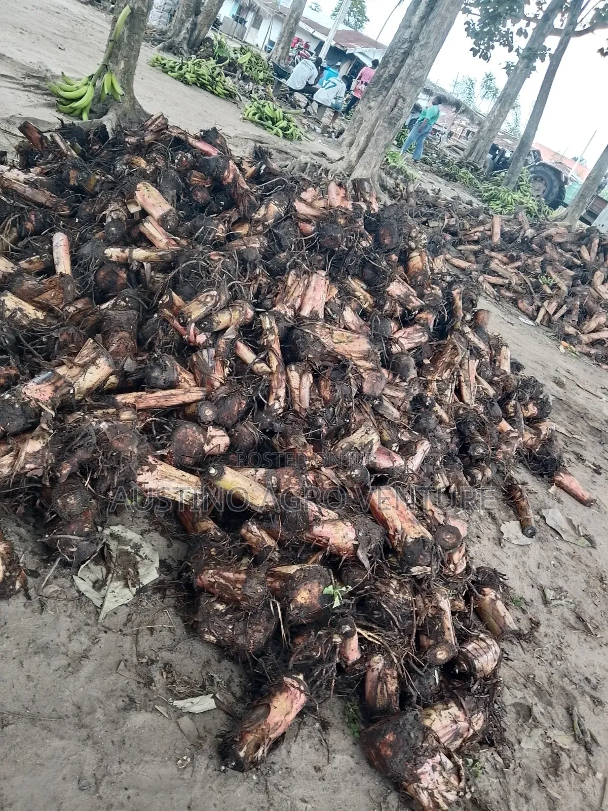 Dwarf Plantain Suckers Available