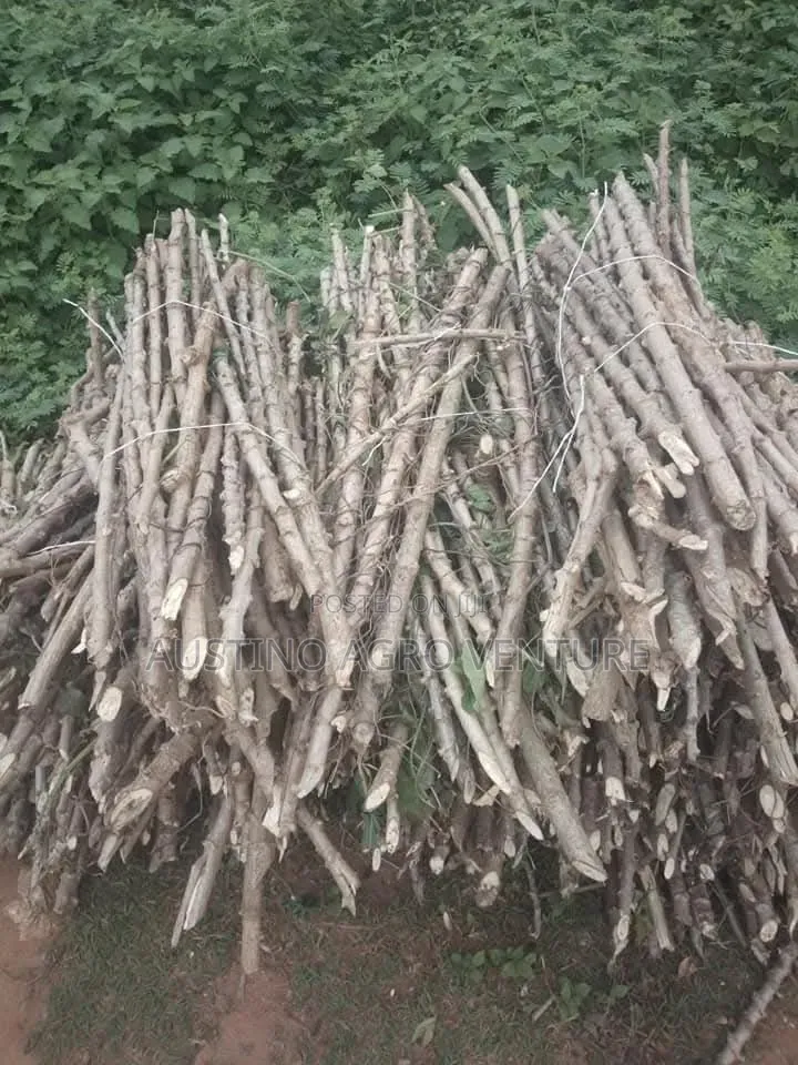 Hybrid Cassava Stems for Planting Available