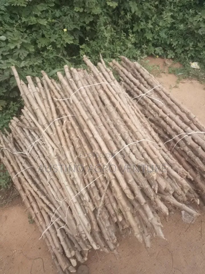 Hybrid Cassava Stems for Planting Available