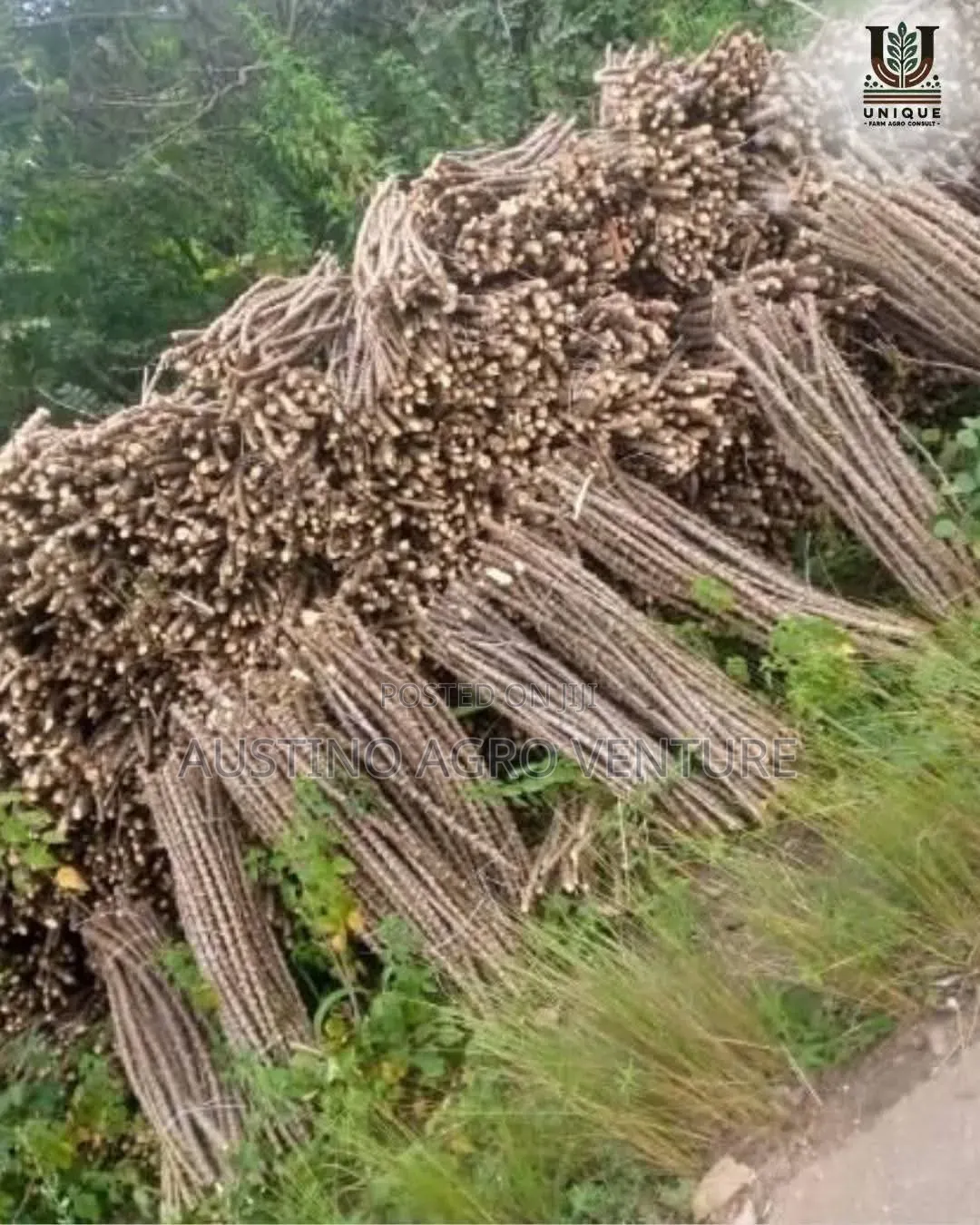 Hybrid Cassava Stems for Planting Available