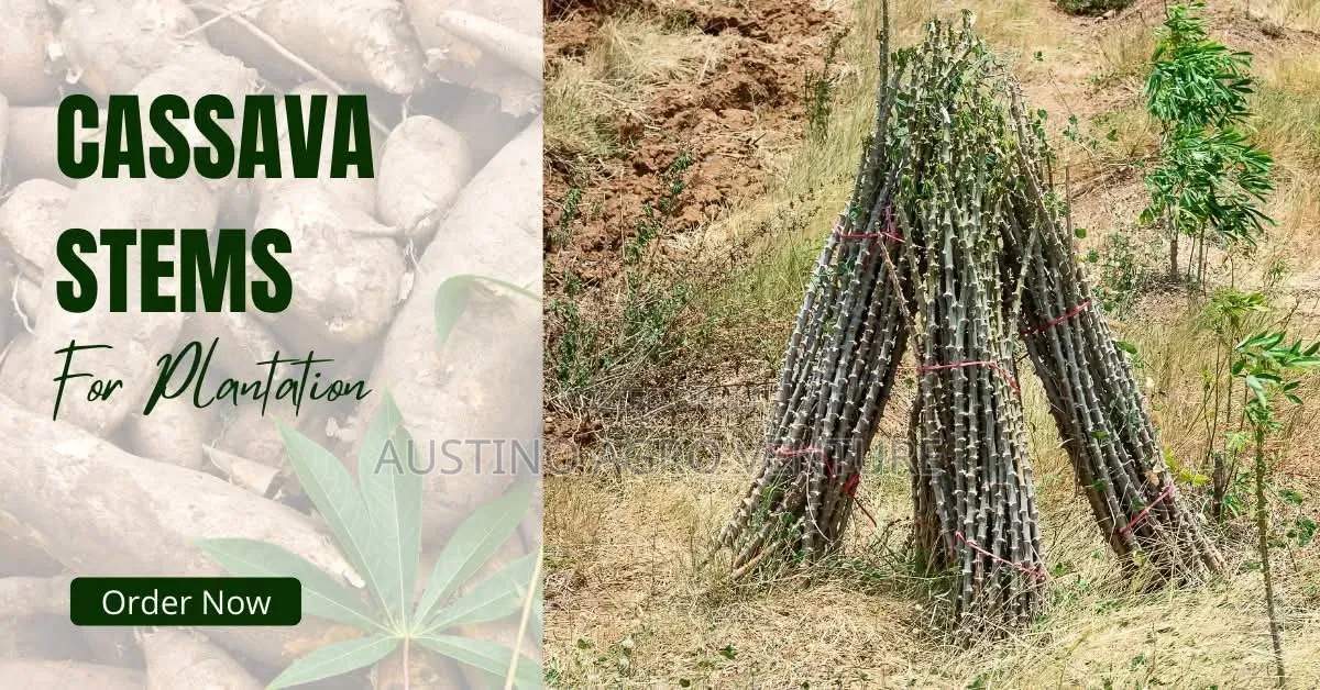 Hybrid Cassava Stems for Planting Available