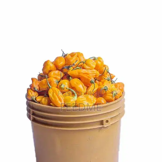 Yellow Pepper