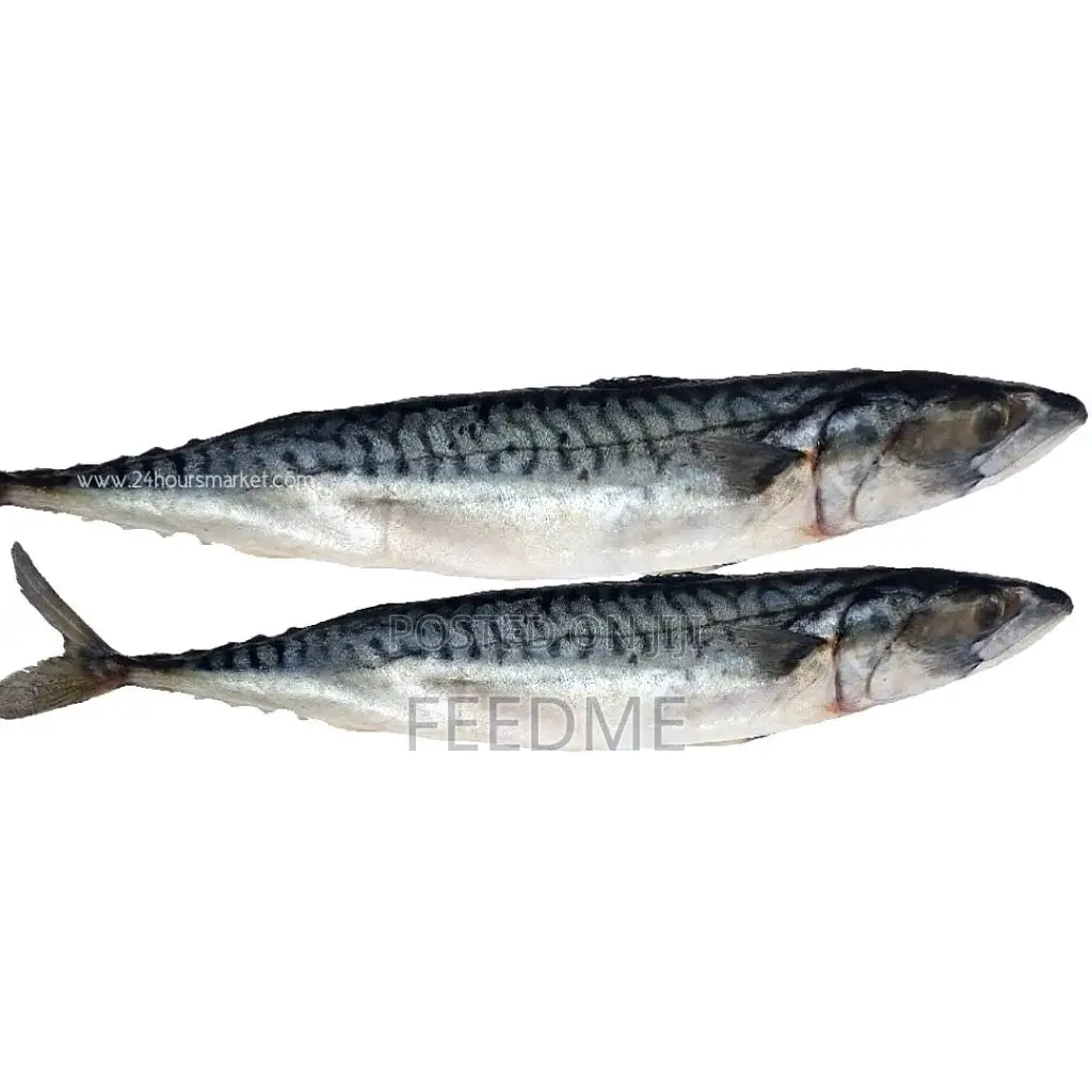 Titus Mackerel Fish