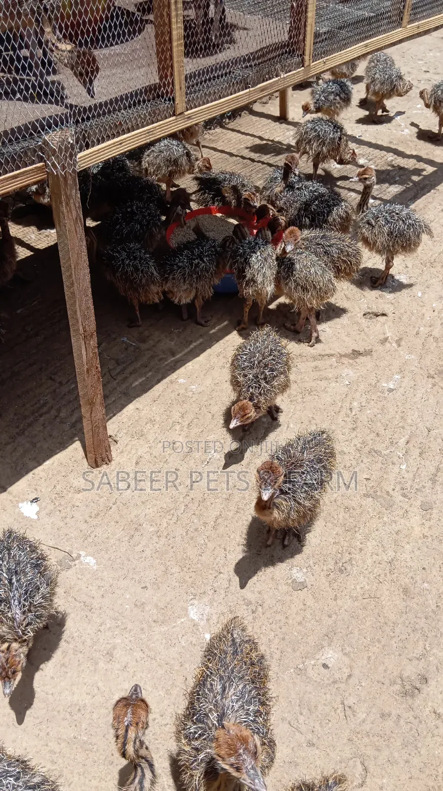 Male and Female Day Old Ostriches for Sale