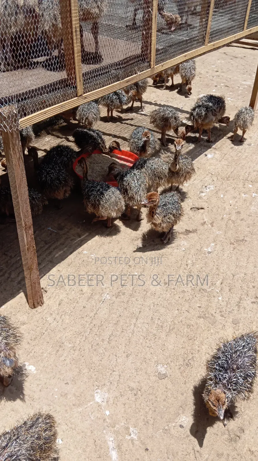 Male and Female Day Old Ostriches for Sale