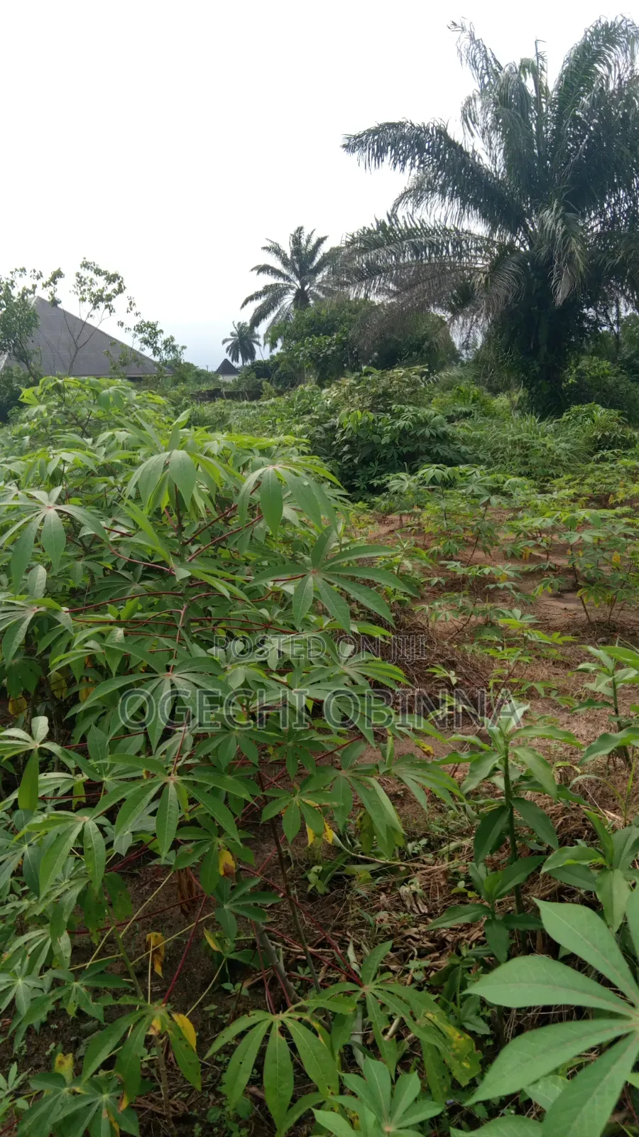 Distress Sale of Land for Sale at Ulakwo Etche