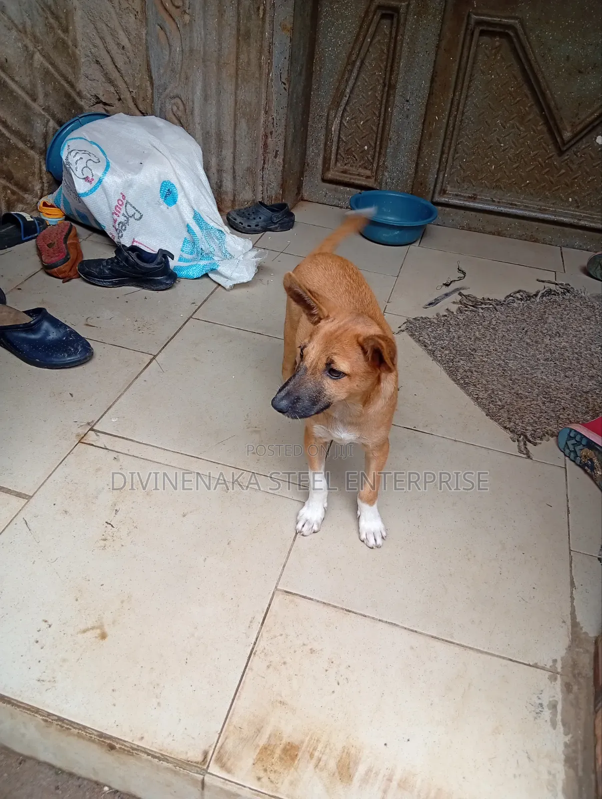 3-6 months Male Purebred Dog