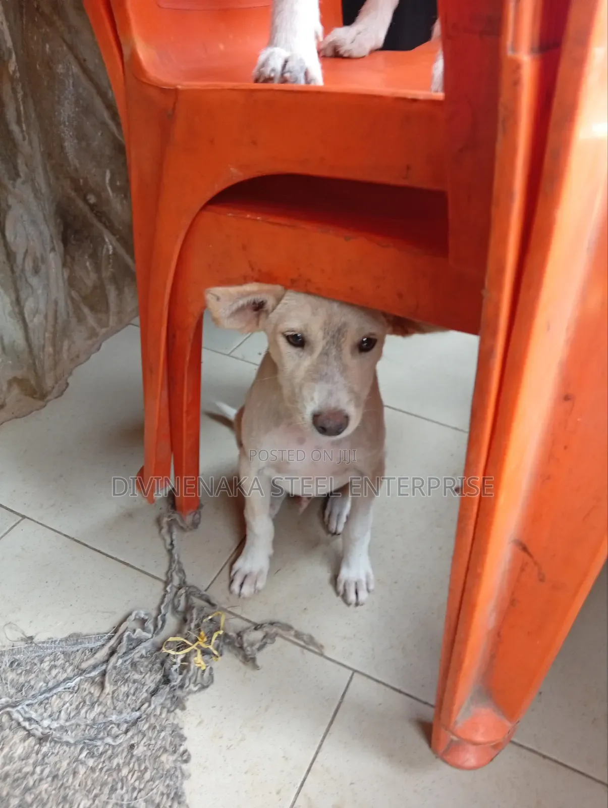 3-6 months Male Purebred Dog