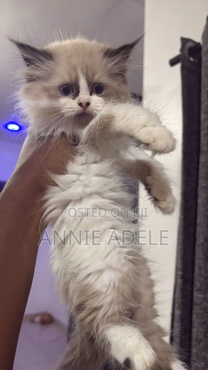 1-3 months Female Purebred Ragdoll