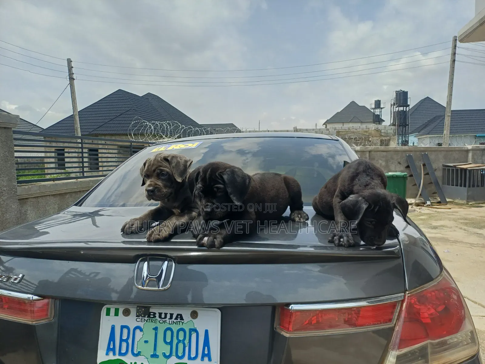 1-3 months Female Purebred Cane Corso