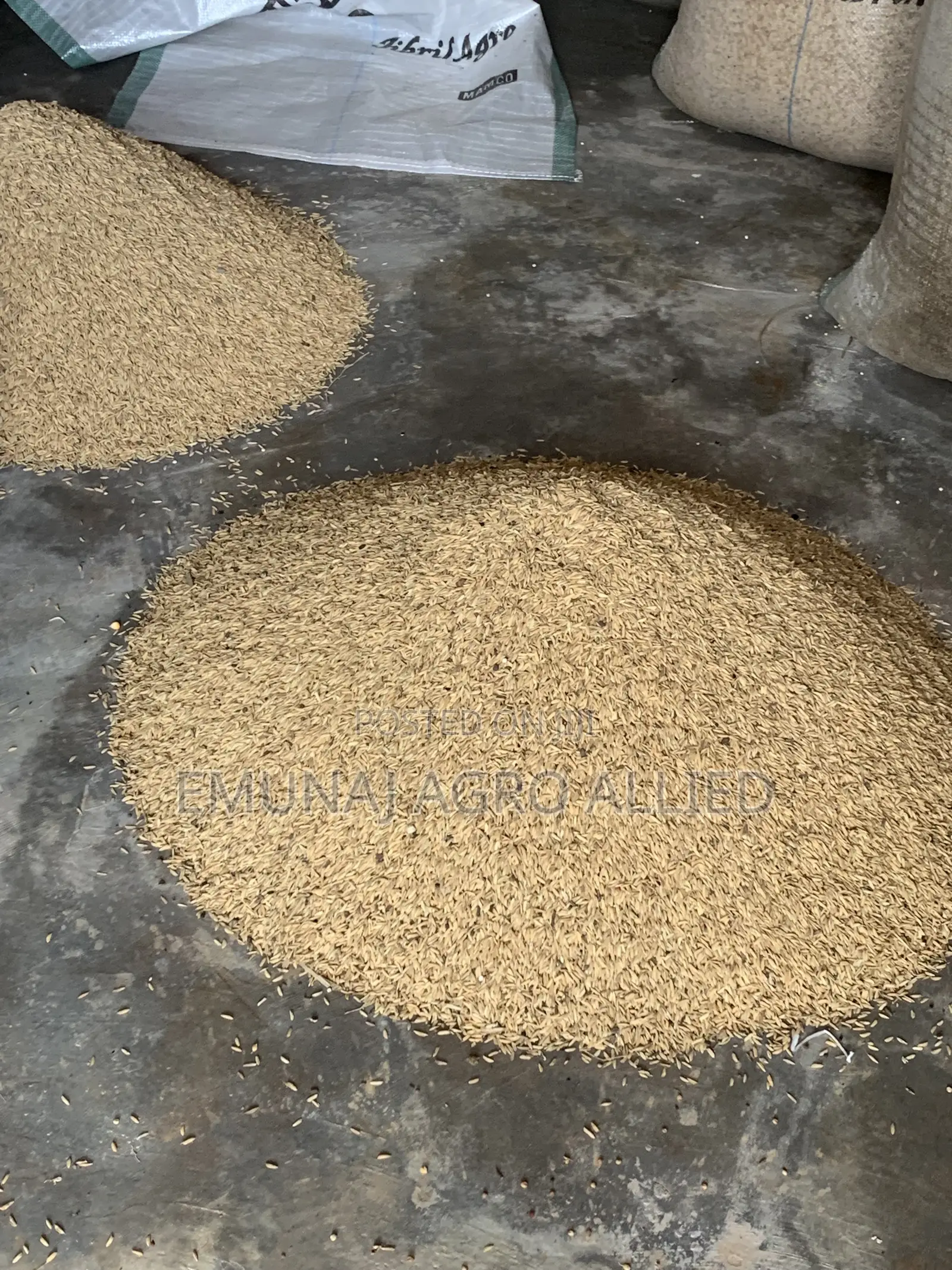 Paddy Rice