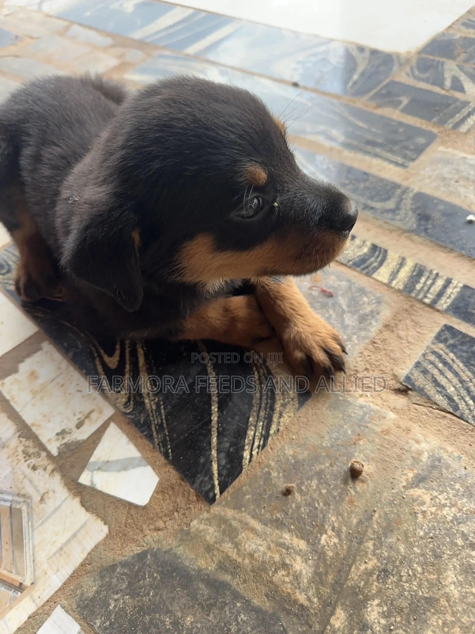 1-3 months Male Purebred Rottweiler