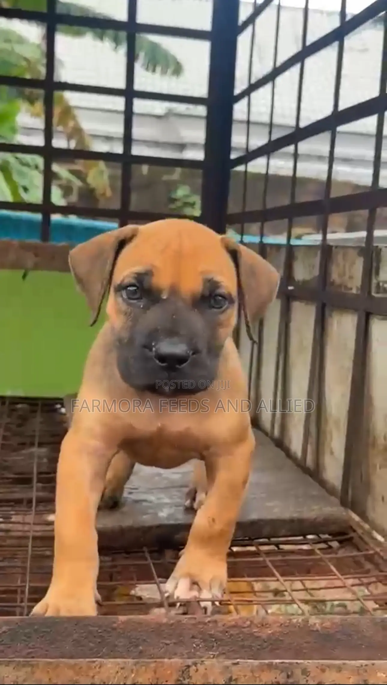 1-3 months Female Purebred Boerboel