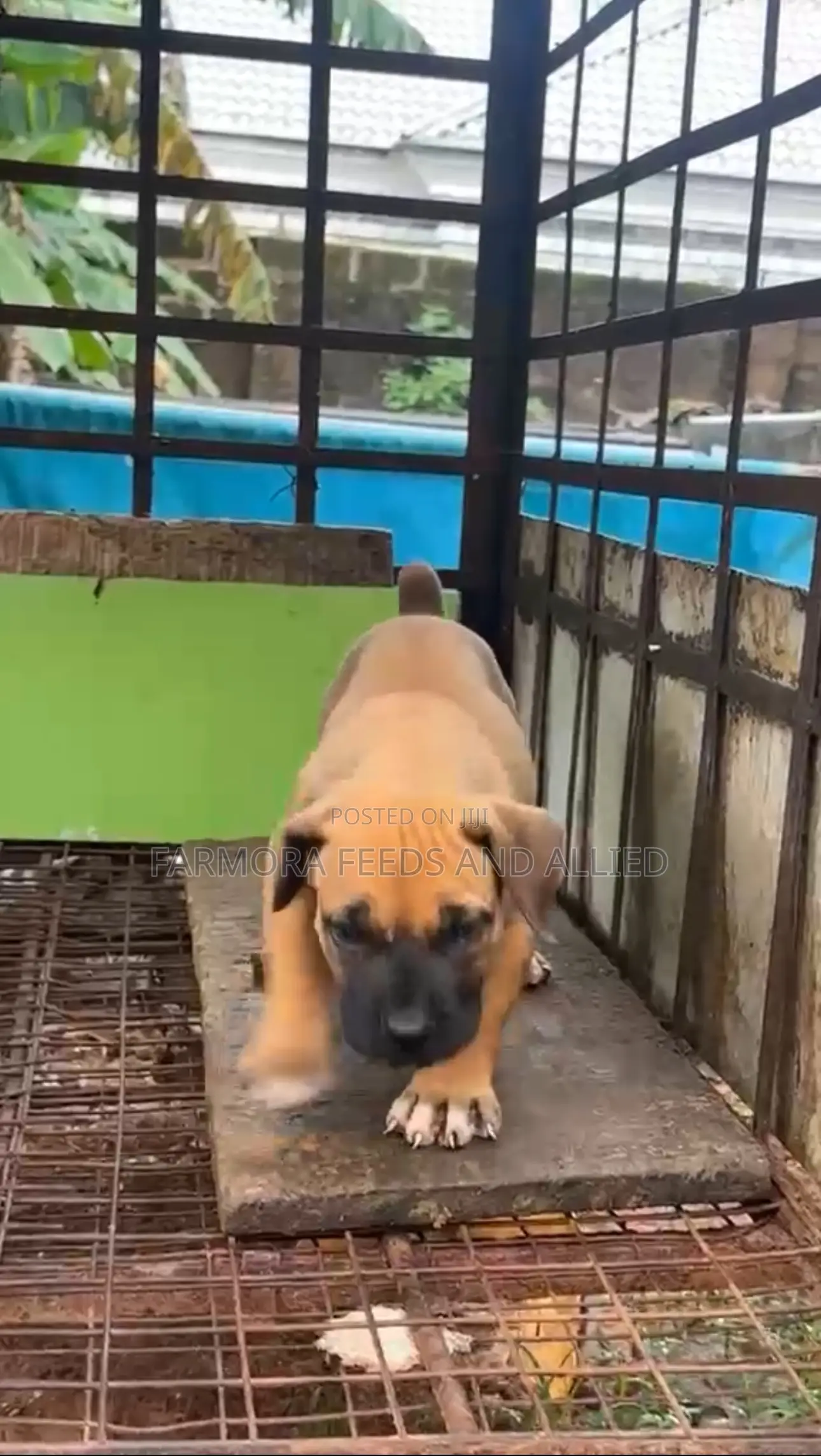 1-3 months Female Purebred Boerboel