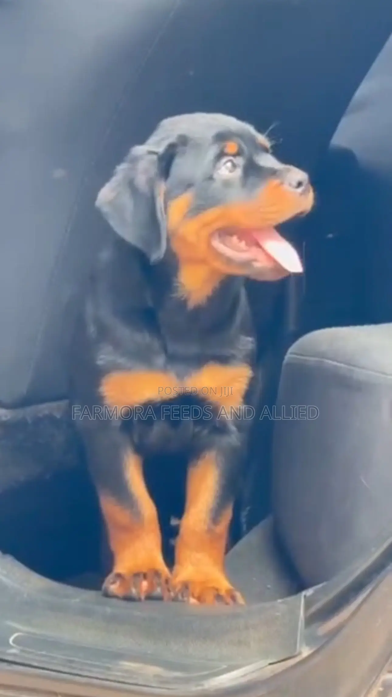 3-6 months Female Purebred Rottweiler