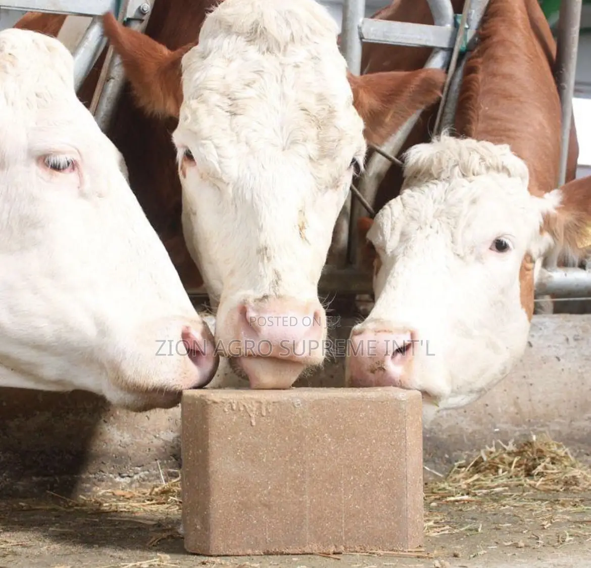 Mineral Salt Lick