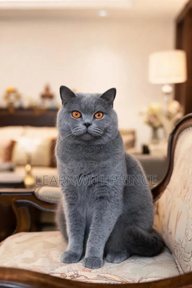 1+ year Male Purebred British Shorthair