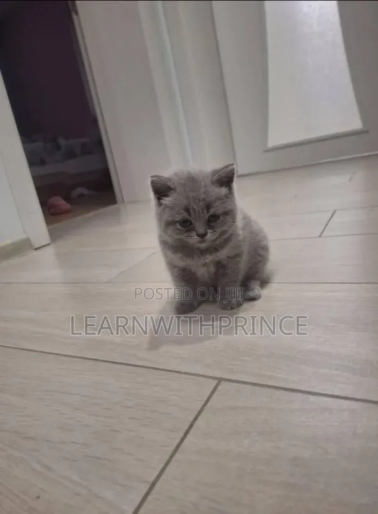 1-3 months Female Purebred British Shorthair