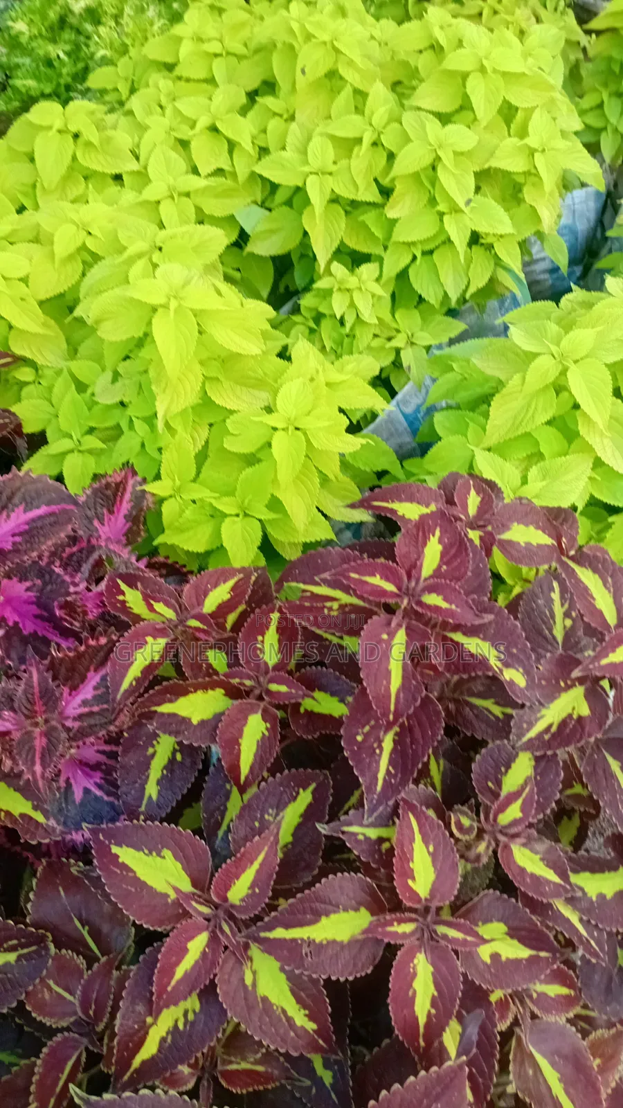 Coleus Plants