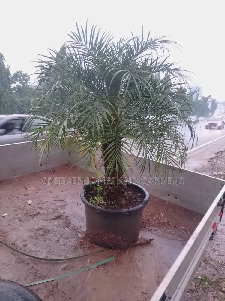 Phoenix Dwarf Date Palm