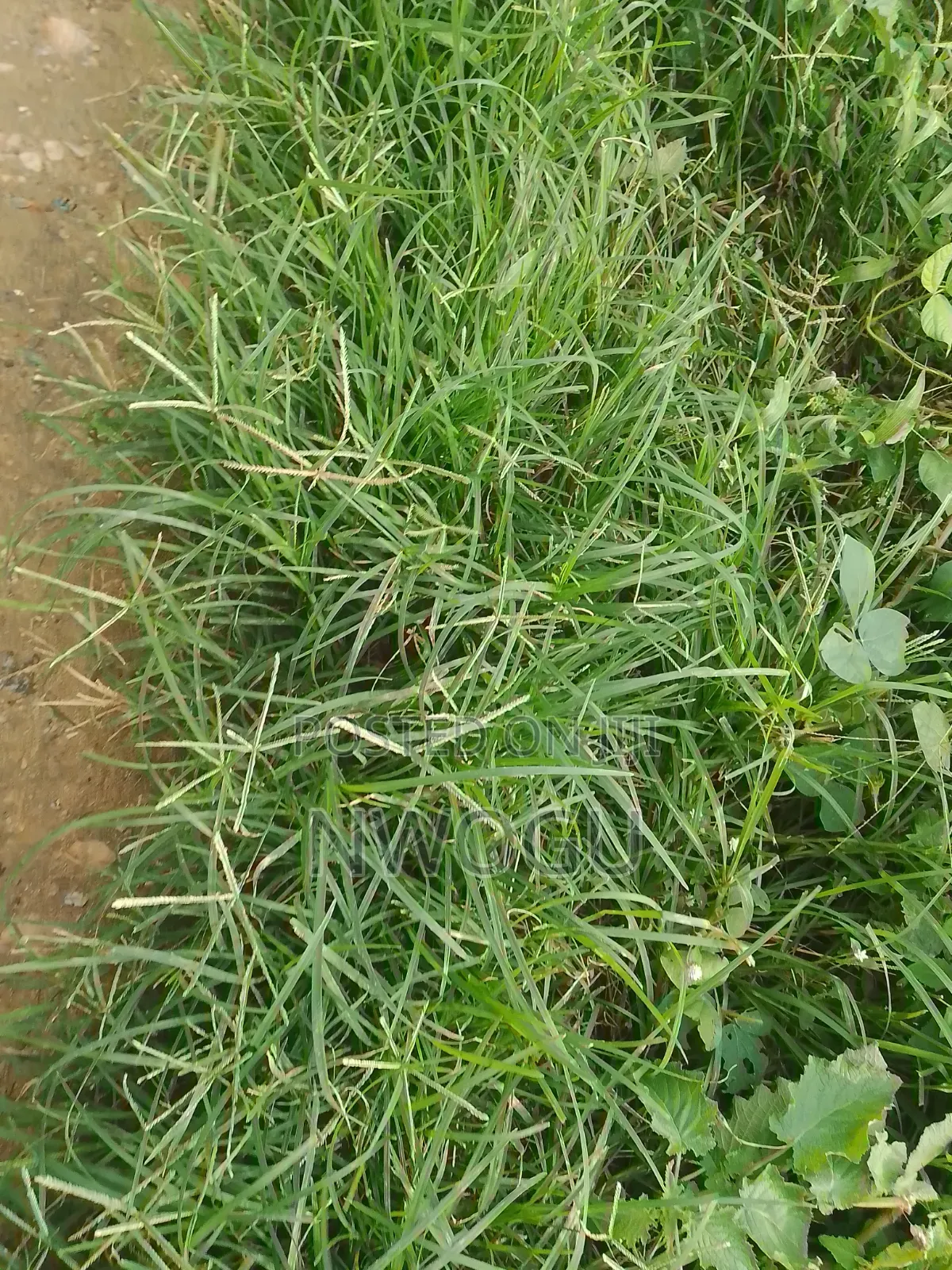 1,100 SQM of Land for Sale at Guzape 2