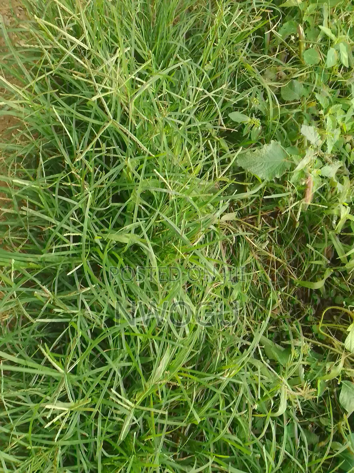 1,100 SQM of Land for Sale at Guzape 2
