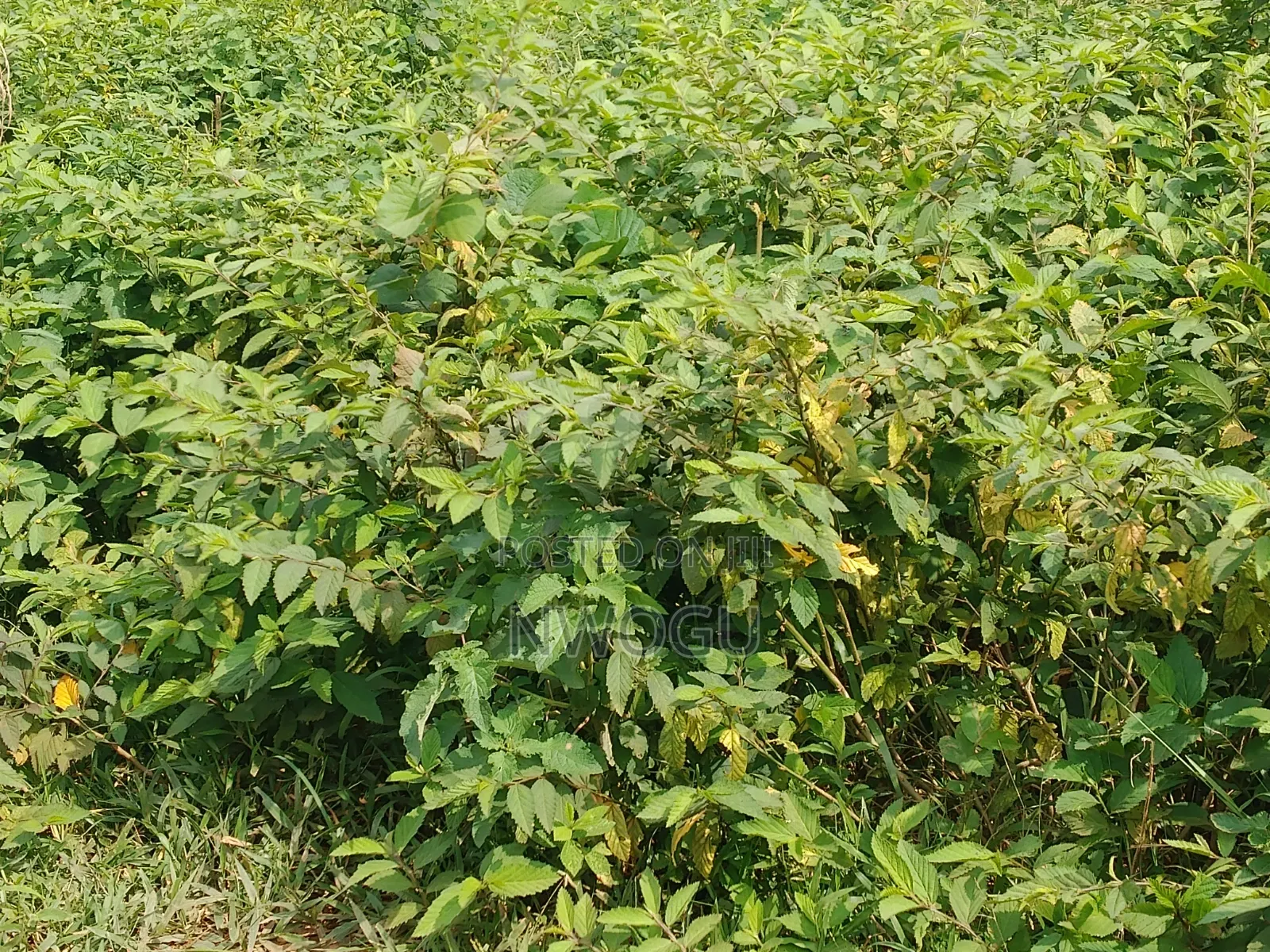 Land for Sale at Guzape 2