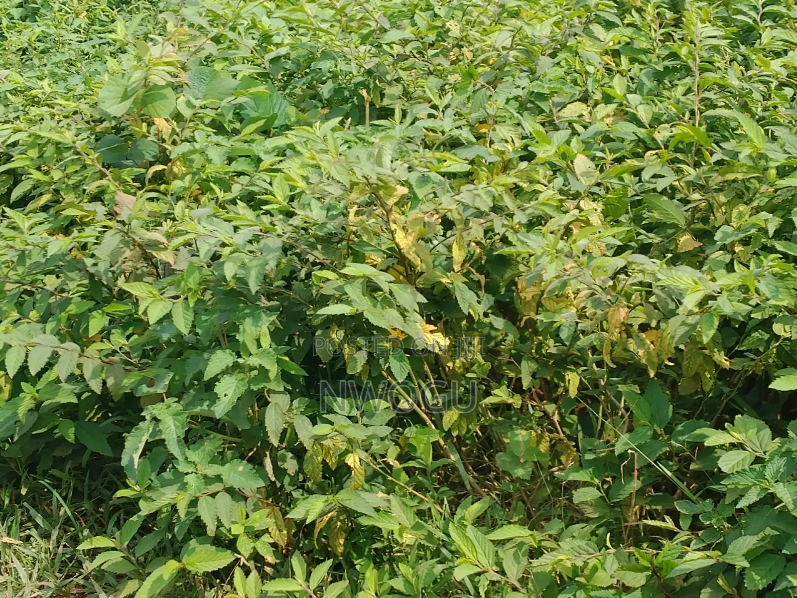 Land for Sale at Guzape 2