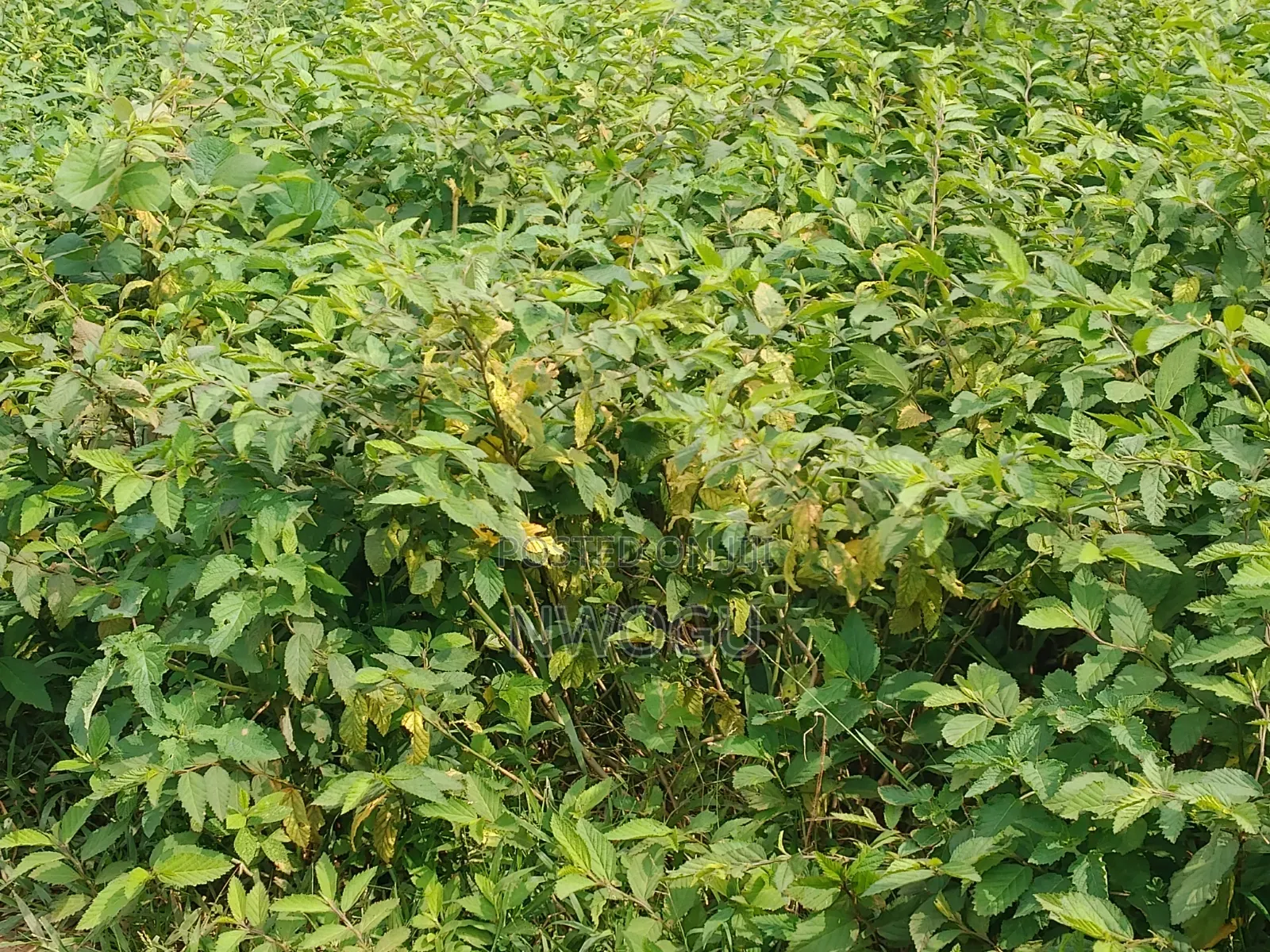 Land for Sale at Guzape 2