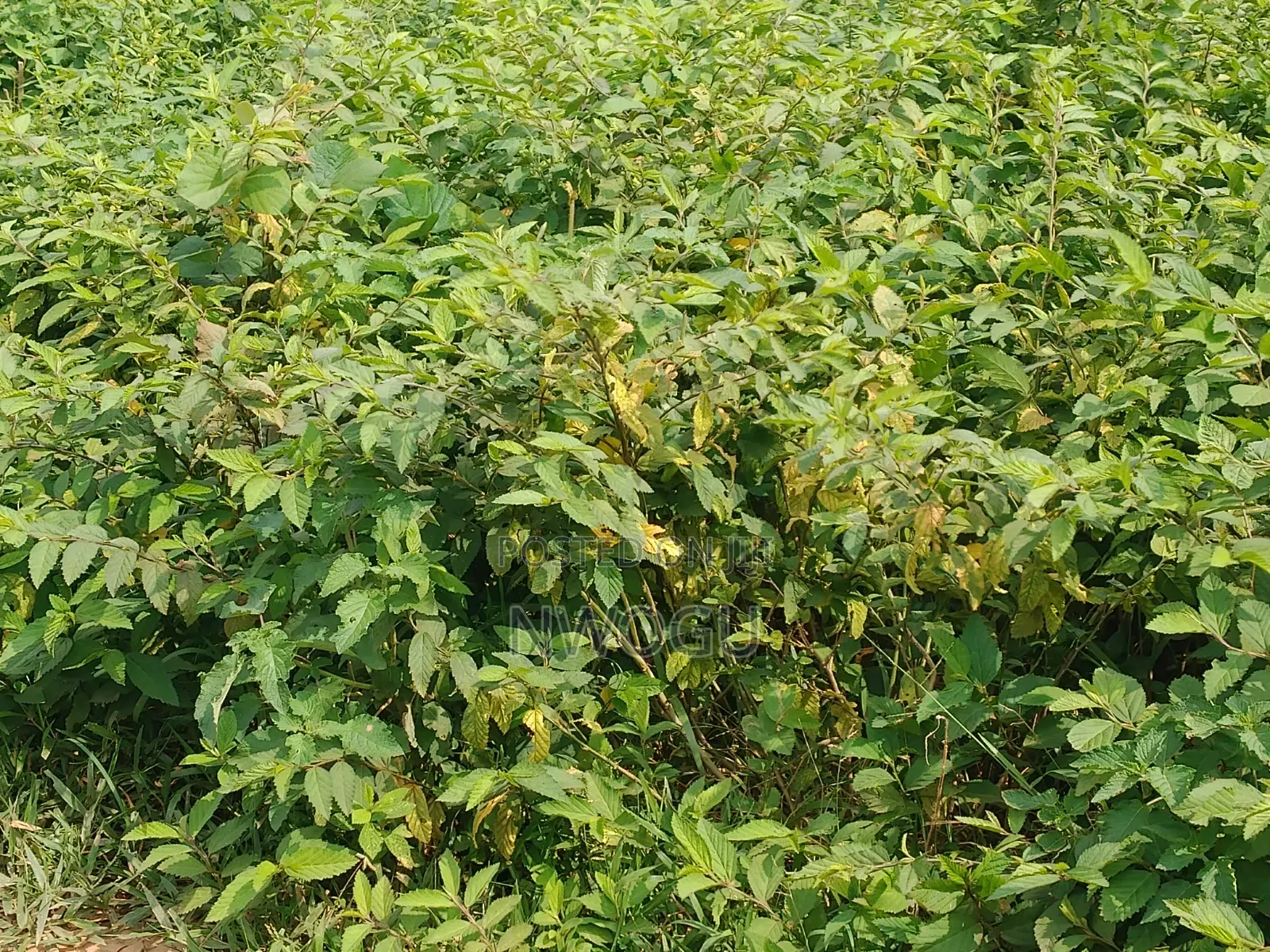 Land for Sale at Guzape 2