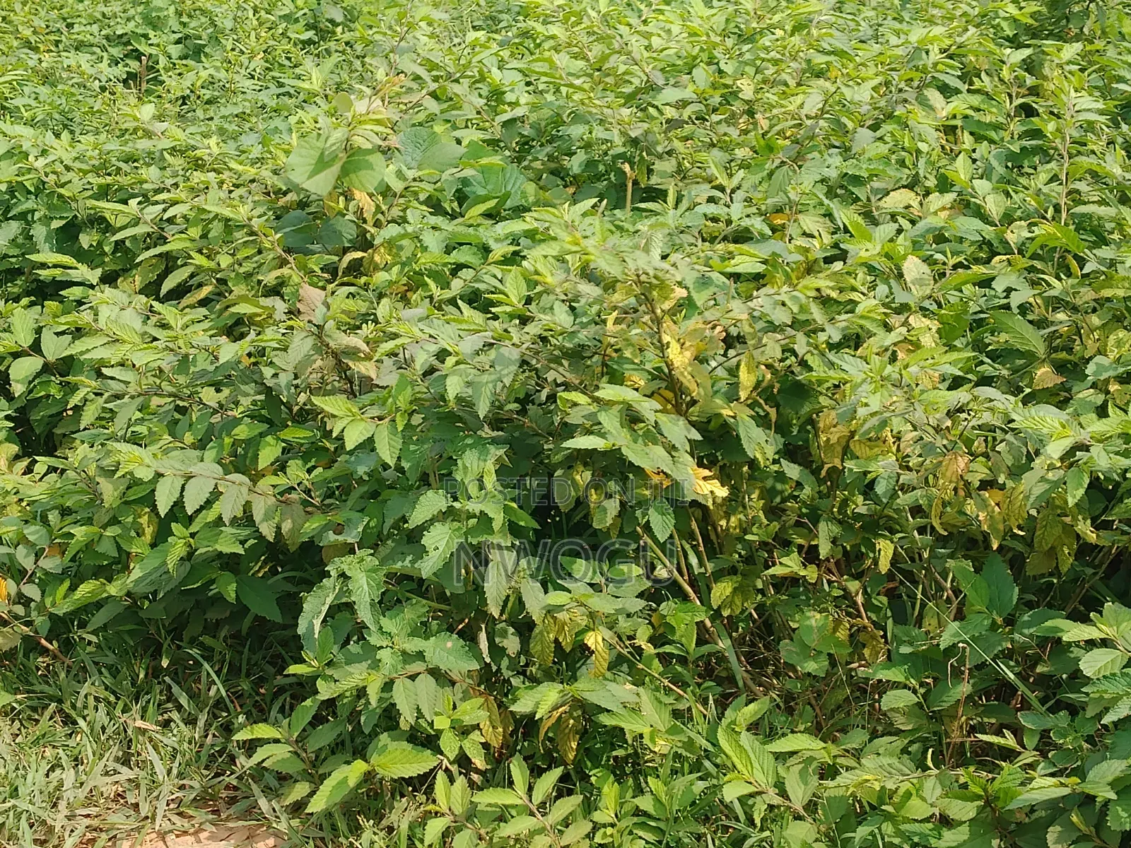 Land for Sale at Guzape 2