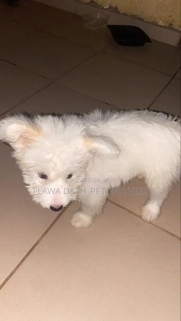3-6 months Male Purebred American Eskimo