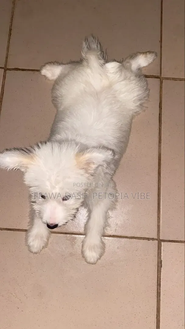 3-6 months Male Purebred American Eskimo