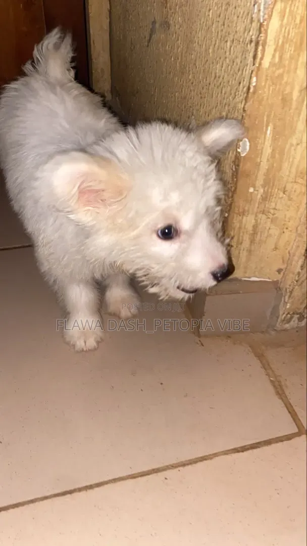 3-6 months Male Purebred American Eskimo