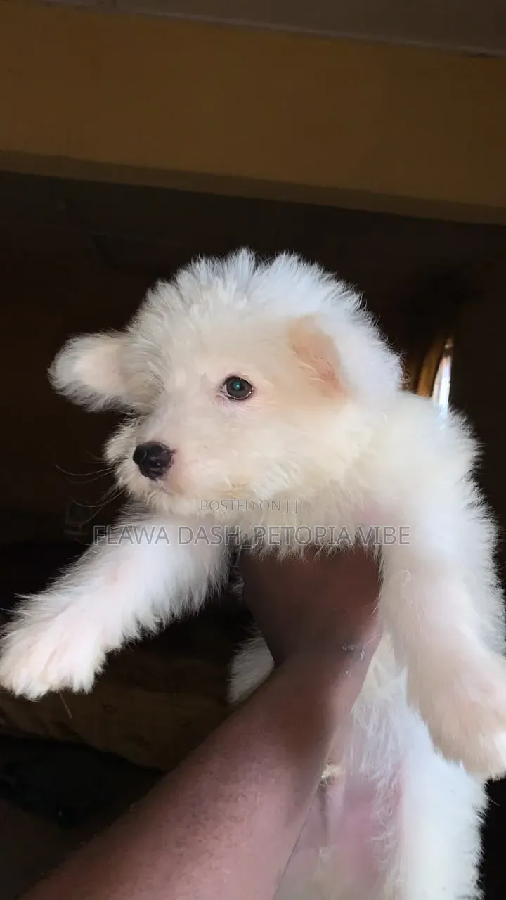 3-6 months Male Purebred American Eskimo