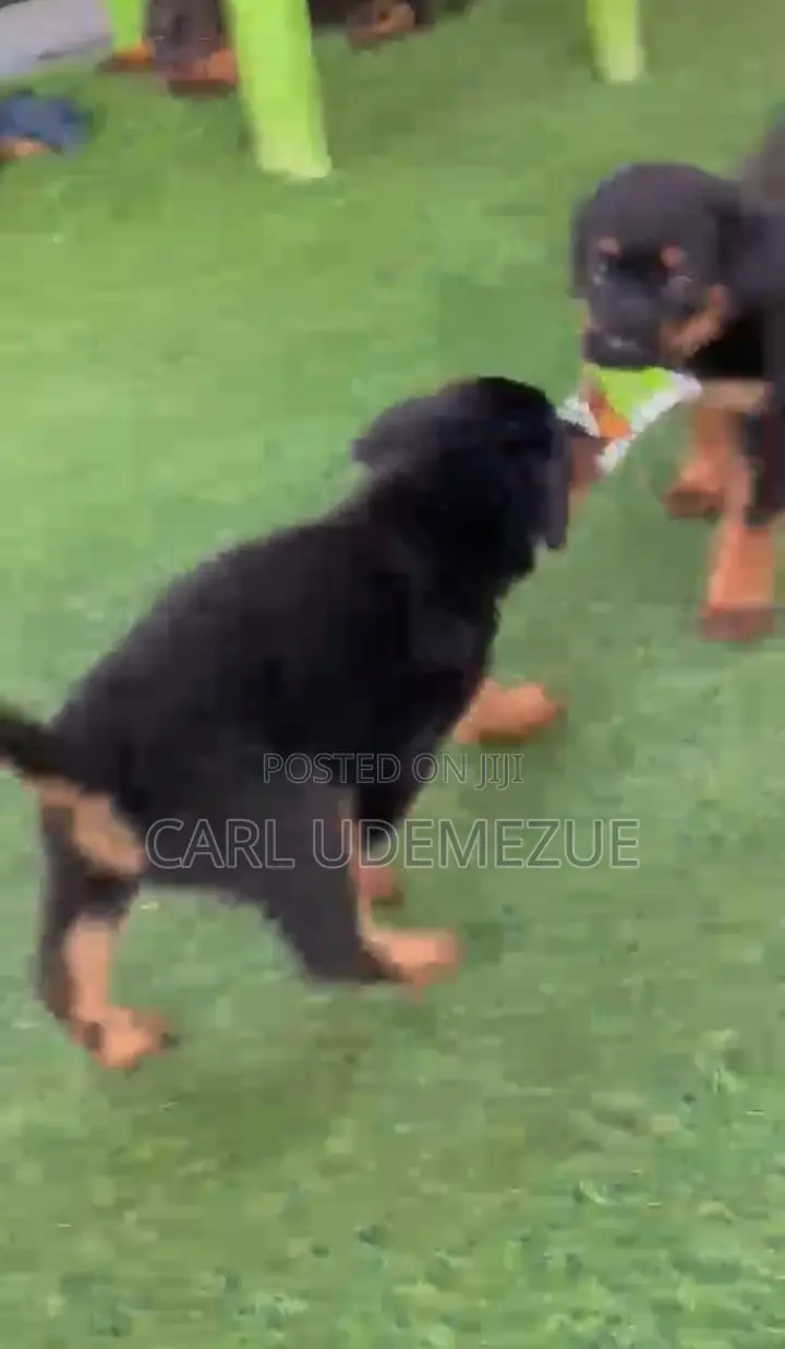 3-6 months Female Purebred Rottweiler
