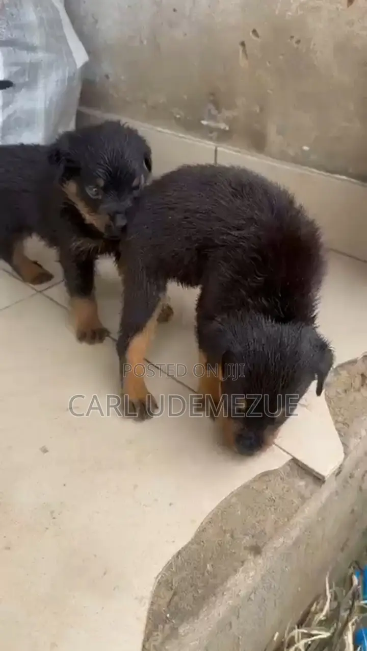 3-6 months Female Purebred Rottweiler