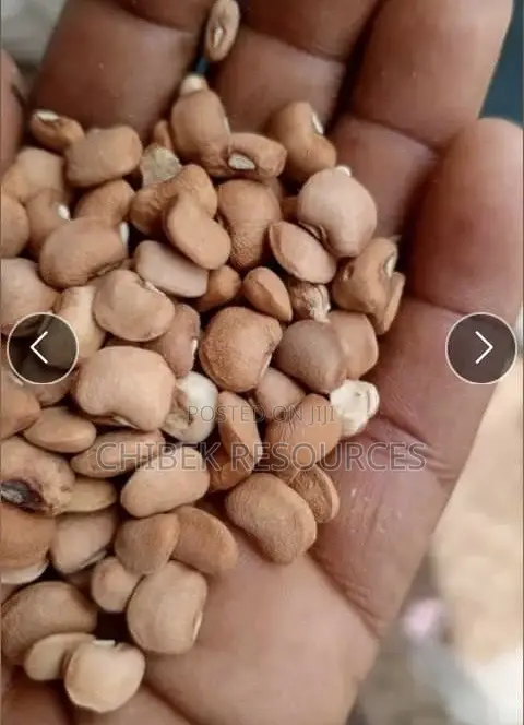 30 Big Painta Iron Brown Beans