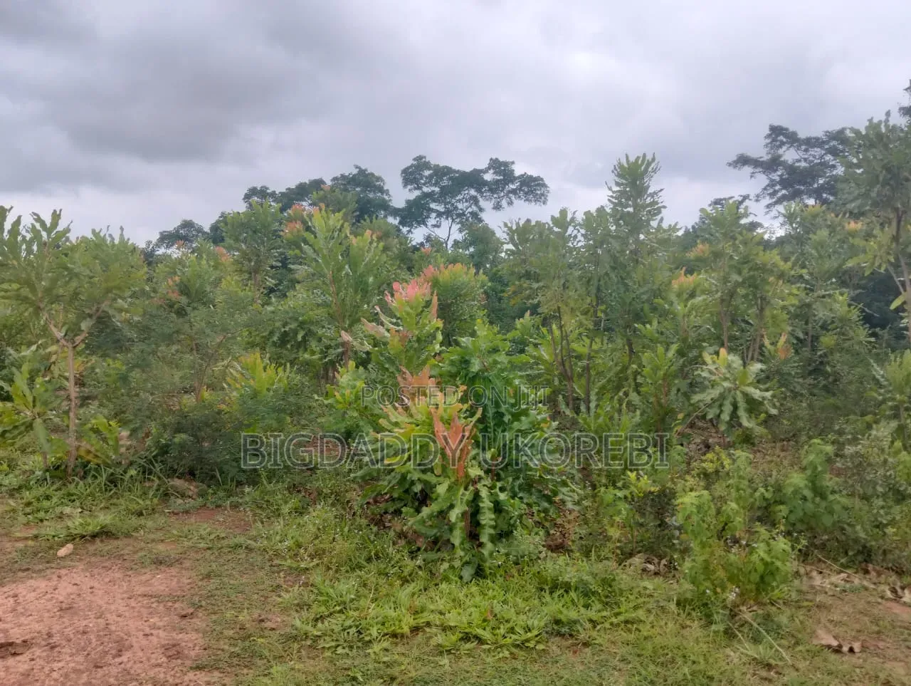 200 Acres of Land