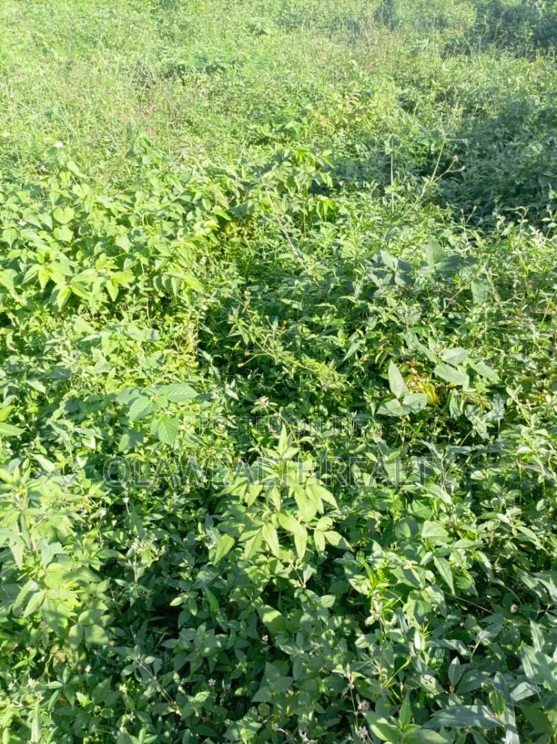 51 Hectares Housing Estate Land at Kiami