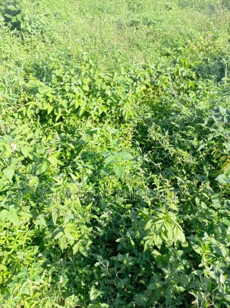 51 Hectares Housing Estate Land at Kiami