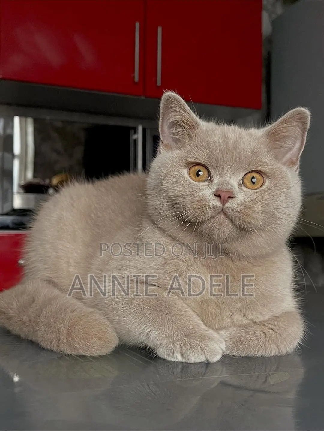 1-3 months Female Purebred British Shorthair