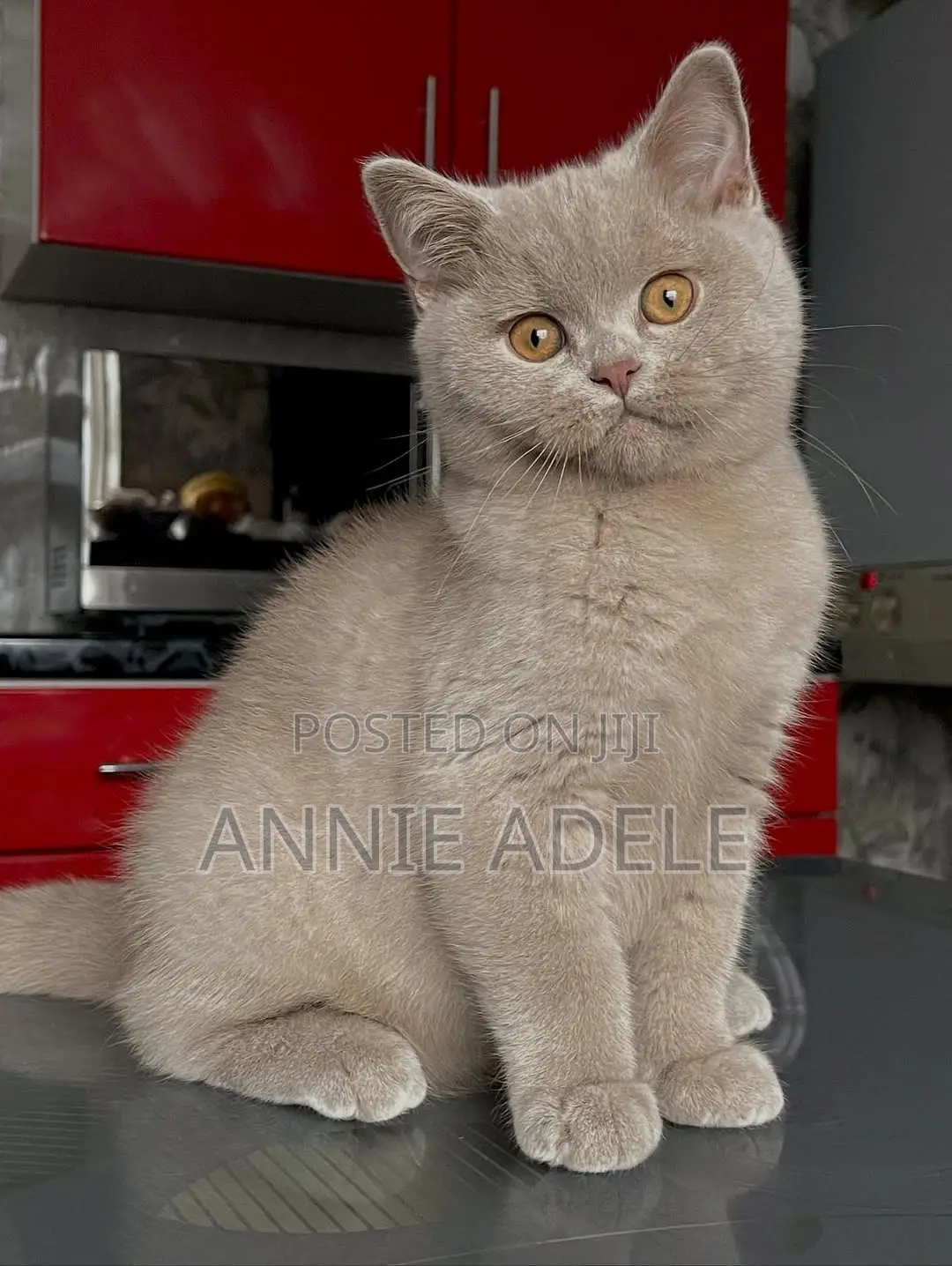 1-3 months Female Purebred British Shorthair
