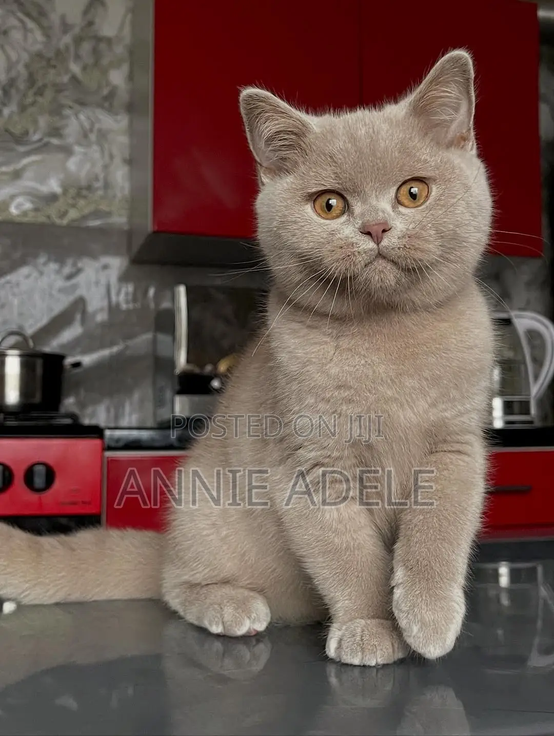 1-3 months Female Purebred British Shorthair