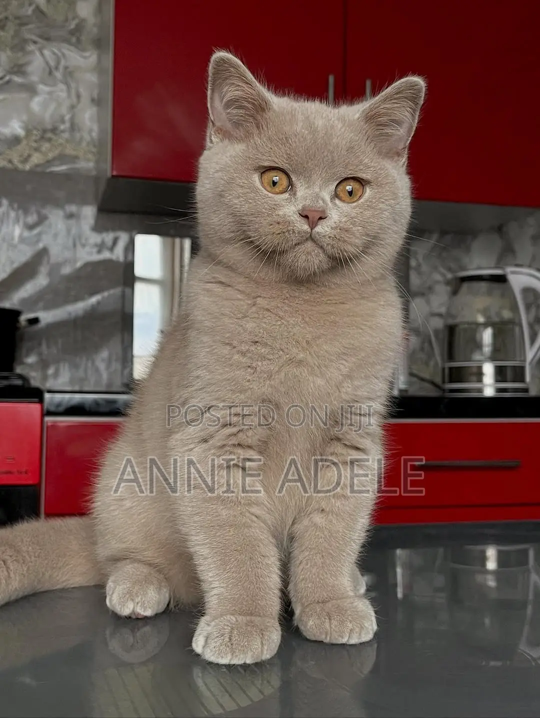 1-3 months Female Purebred British Shorthair
