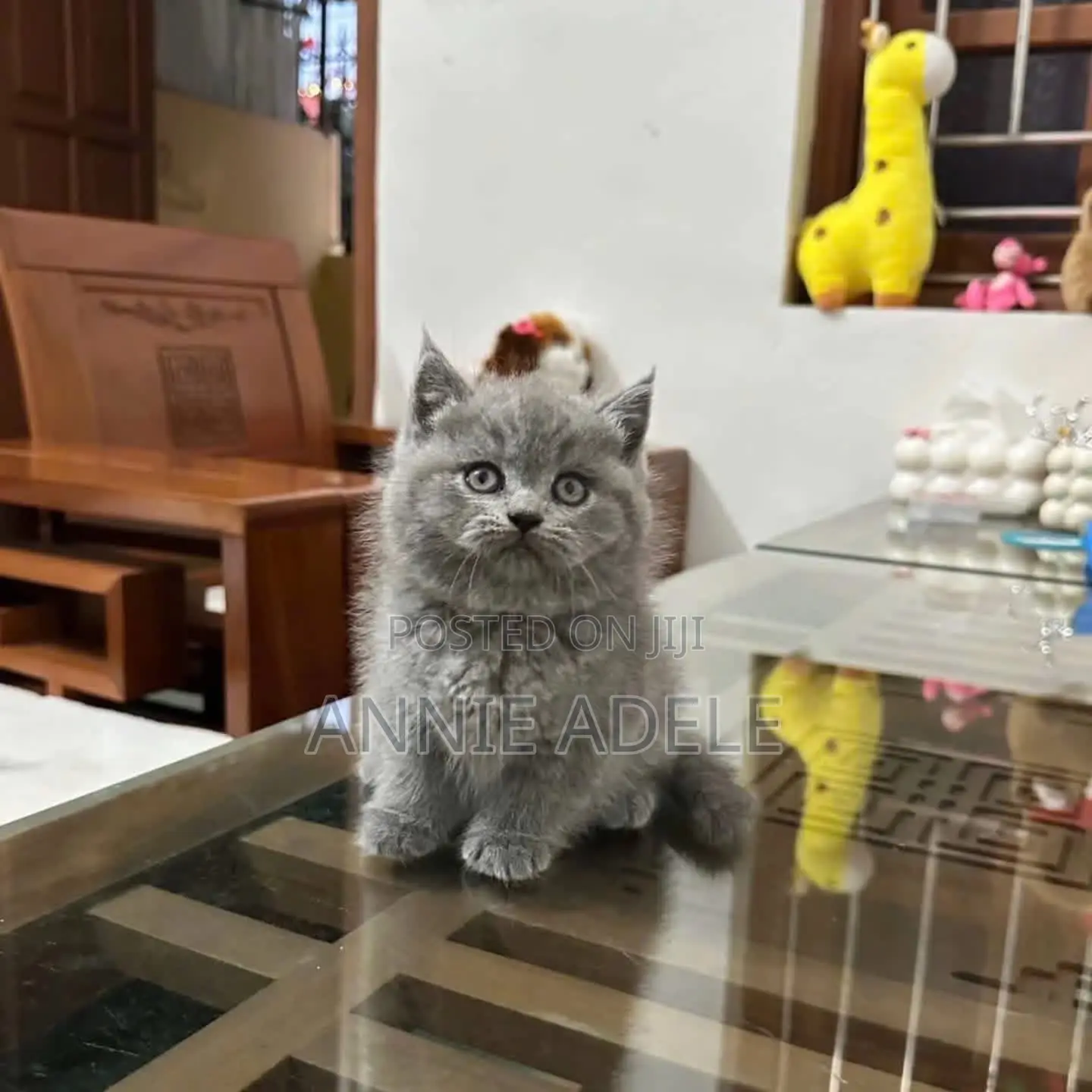 1-3 months Female Purebred British Shorthair